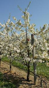 Attēlu rezultāti vaicājumam “Prunus avium flower”