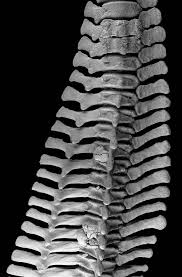 Image result for Lagenorhynchus albirostris