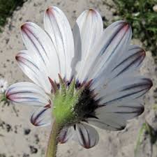 Image result for Dimorphotheca pluvialis