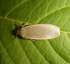 Attēlu rezultāti vaicājumam “Eilema griseola larva”