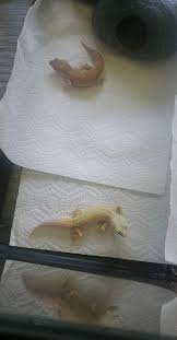 Image result for gravidity leopard gecko