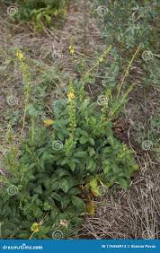 Image result for Agrimonia eupatoria