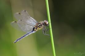 Attēlu rezultāti vaicājumam “Leucorrhinia dubia”