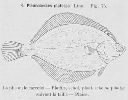 Image result for Pleuronectes platessa