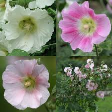 Attēlu rezultāti vaicājumam “Alcea rosea leaf”