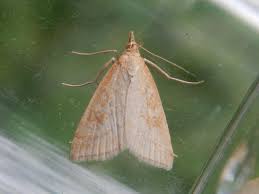 Attēlu rezultāti vaicājumam “Udea lutealis”