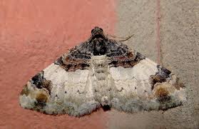 Attēlu rezultāti vaicājumam “Catarhoe cuculata”