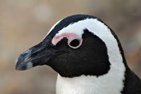 Image result for Spheniscus demersus