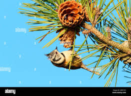 Attēlu rezultāti vaicājumam “Lophophanes cristatus adult”