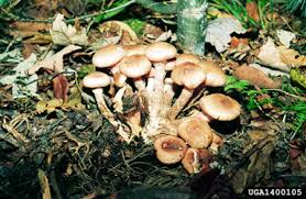 Attēlu rezultāti vaicājumam “Armillaria sp.”