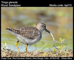 Attēlu rezultāti vaicājumam “Tringa glareola”