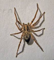 Attēlu rezultāti vaicājumam “Anyphaena accentuata”