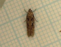 Attēlu rezultāti vaicājumam “Carpatolechia alburnella”