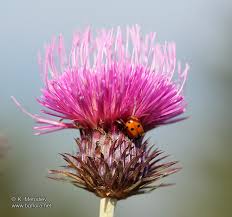 Attēlu rezultāti vaicājumam “Carduus crispus”