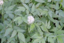 Image result for Christophskraut