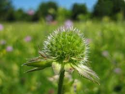 Attēlu rezultāti vaicājumam “Knautia arvensis flower”