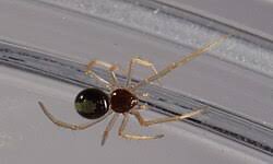 Attēlu rezultāti vaicājumam “Neottiura bimaculata female”