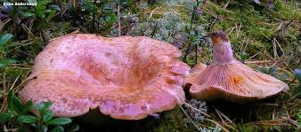 Attēlu rezultāti vaicājumam “Lactarius deliciosus”