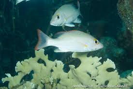 Image result for Lutjanus mahogoni