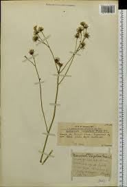 Attēlu rezultāti vaicājumam “Hieracium vulgatum”