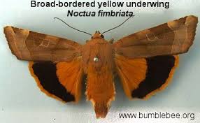 Attēlu rezultāti vaicājumam “Noctua fimbriata”