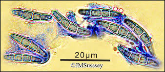 Attēlu rezultāti vaicājumam “Opegrapha rufescens”