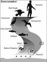 Glossary: Bioaccumulation