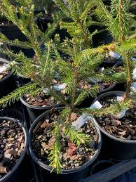 Attēlu rezultāti vaicājumam “Picea abies”