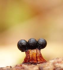 Attēlu rezultāti vaicājumam “Metatrichia floriformis macro”