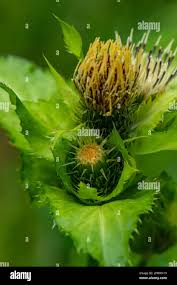 Attēlu rezultāti vaicājumam “Cirsium oleraceum flower”