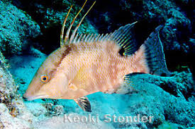 Image result for Lachnolaimus maximus