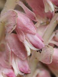 Attēlu rezultāti vaicājumam “Lathraea squamaria flower”