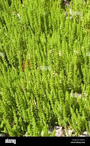 Attēlu rezultāti vaicājumam “Calluna vulgaris leaf”