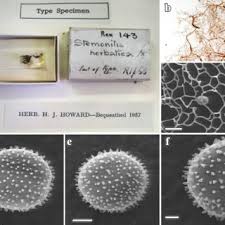 Attēlu rezultāti vaicājumam “Symphytocarpus flaccidus sessile”