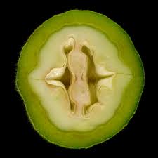 Attēlu rezultāti vaicājumam “Juglans x sinensis fruit”