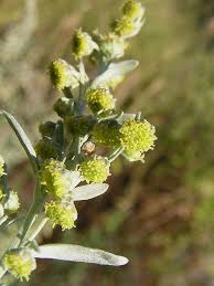 Attēlu rezultāti vaicājumam “Artemisia absinthium flower”