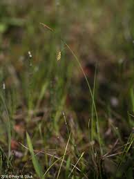Attēlu rezultāti vaicājumam “Carex limosa fruit”