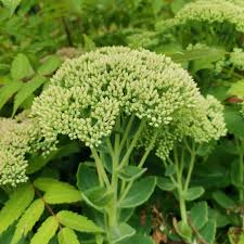 Attēlu rezultāti vaicājumam “Hylotelephium telephium”