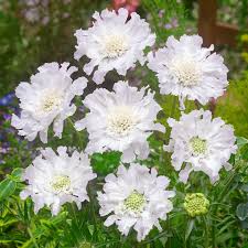 Image result for scabiosa caucasica