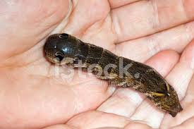 Attēlu rezultāti vaicājumam “Deilephila elpenor larva”