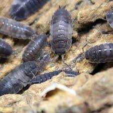 Attēlu rezultāti vaicājumam “Porcellio scaber”