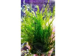 Attēlu rezultāti vaicājumam “Fontinalis antipyretica subsp. gracilis”