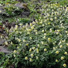 Attēlu rezultāti vaicājumam “Anemone x lipsiensis”