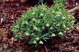 Image result for Helleborus foetidus