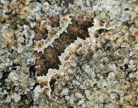 Attēlu rezultāti vaicājumam “Lampropteryx suffumata”