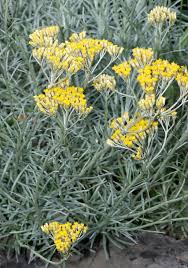 Image result for Helichrysum subulifolium