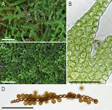 Attēlu rezultāti vaicājumam “Lepidozia reptans”
