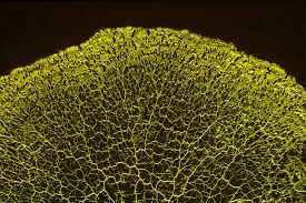 Attēlu rezultāti vaicājumam “Physarum contextum young”