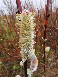 Attēlu rezultāti vaicājumam “Salix lapponum leaf”