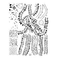 Attēlu rezultāti vaicājumam “Heterotrichia pomiformis (syn. Arcyria pomiformis)”